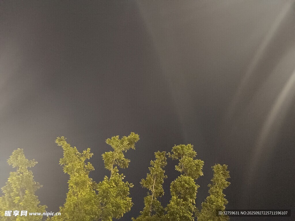 霧中黃綠植物景觀