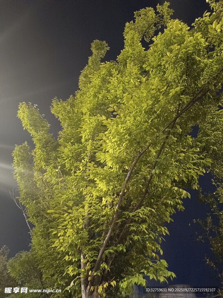 夜幕下的蔥郁綠樹