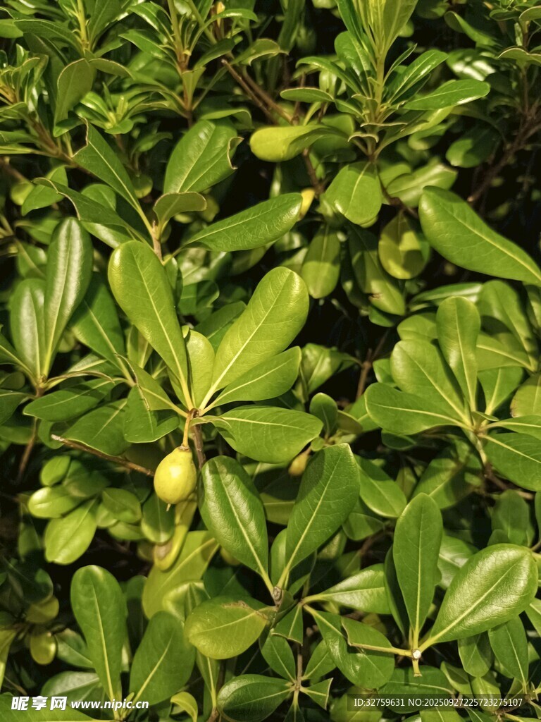 綠葉間的青果