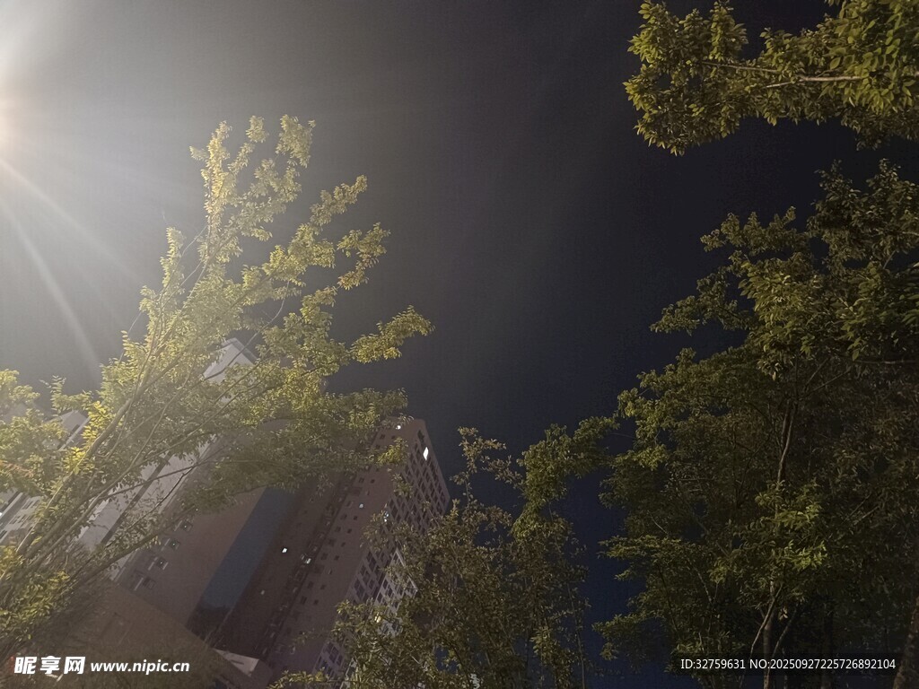 陽光透過枝葉灑向建筑