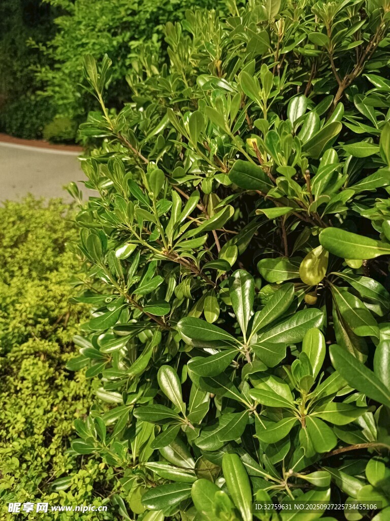 翠綠繁茂的灌木叢景觀