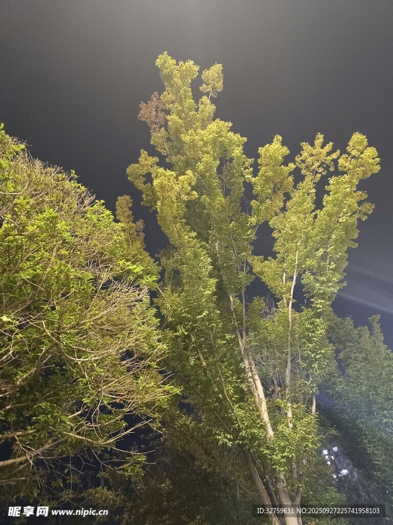 陽光下的蔥郁樹木
