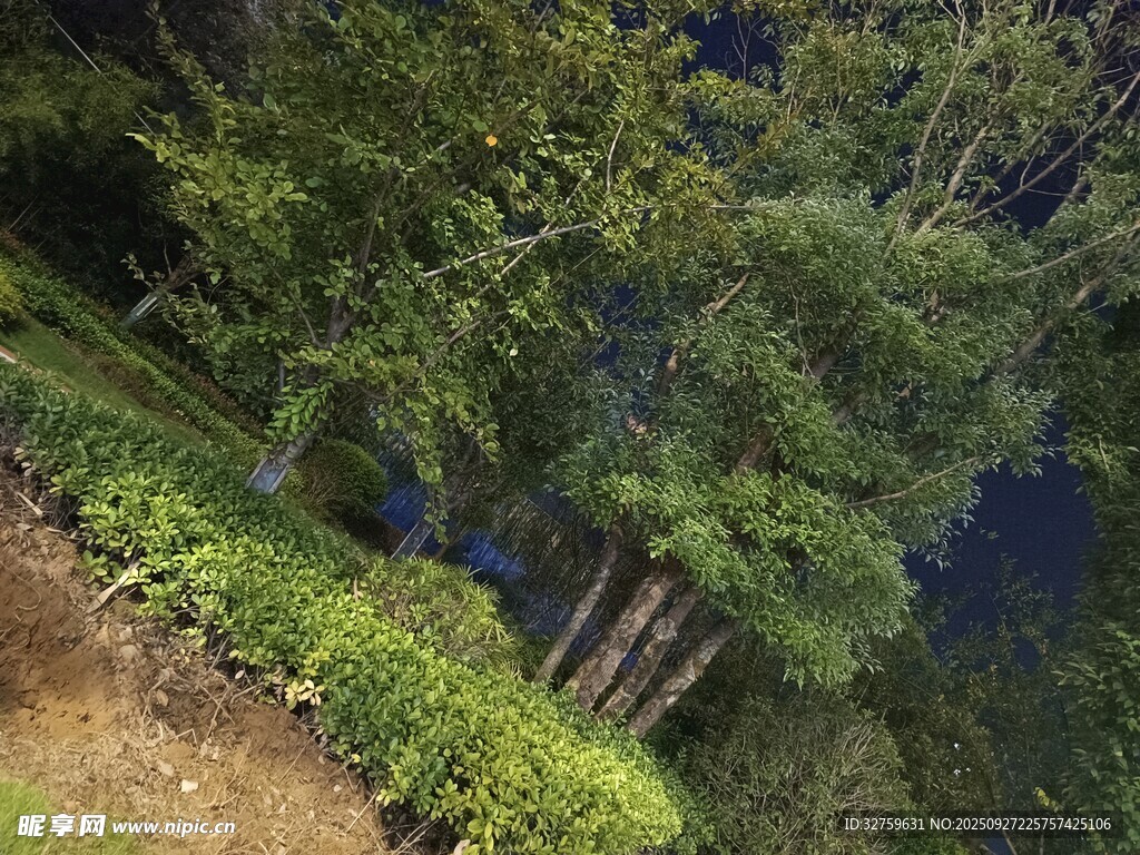 山林間蔥郁的樹木景觀