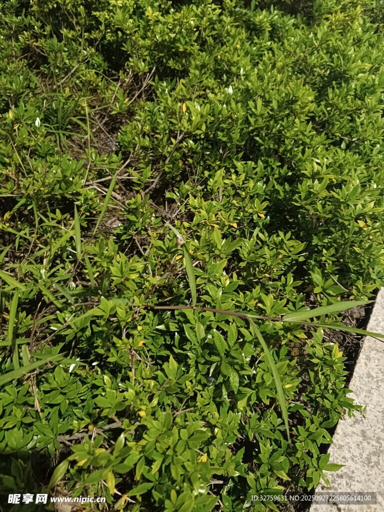 地面上的翠綠植物