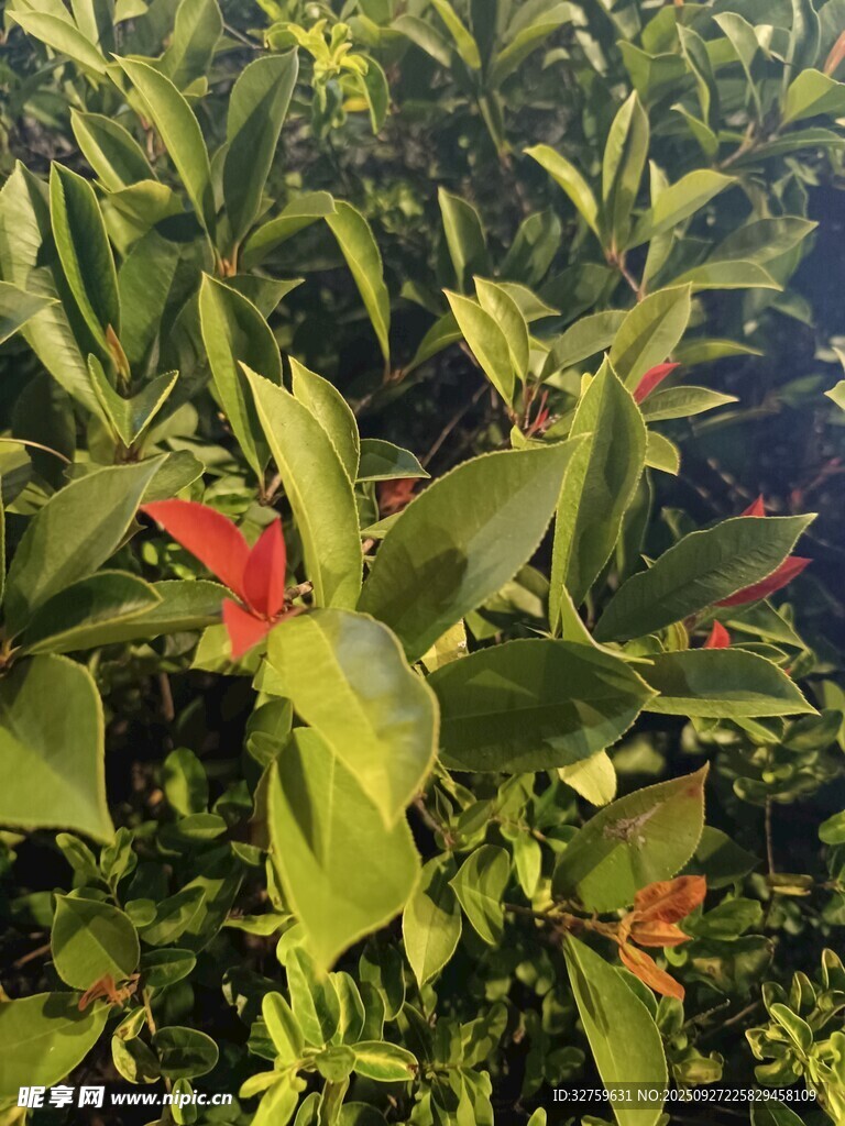 綠葉間的艷紅花卉