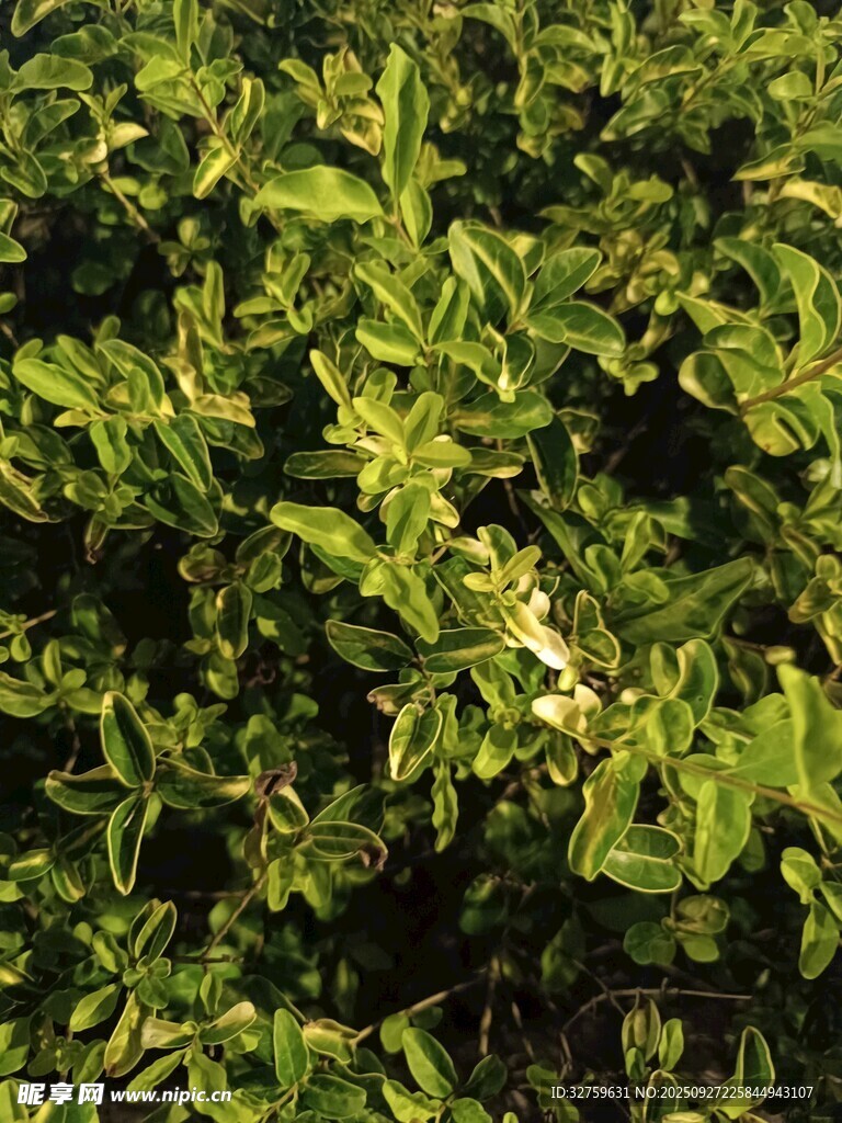 茂密綠葉植物景觀