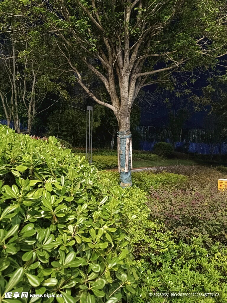 夜晚綠植旁的孤獨(dú)樹木