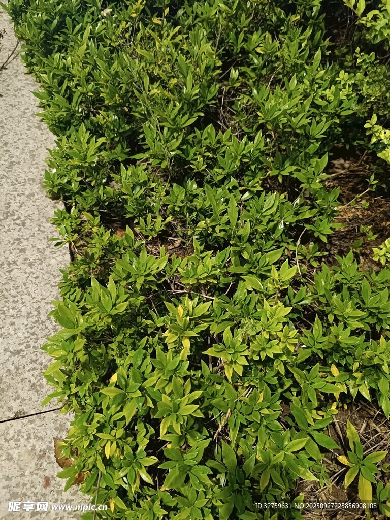 路邊翠綠灌木叢
