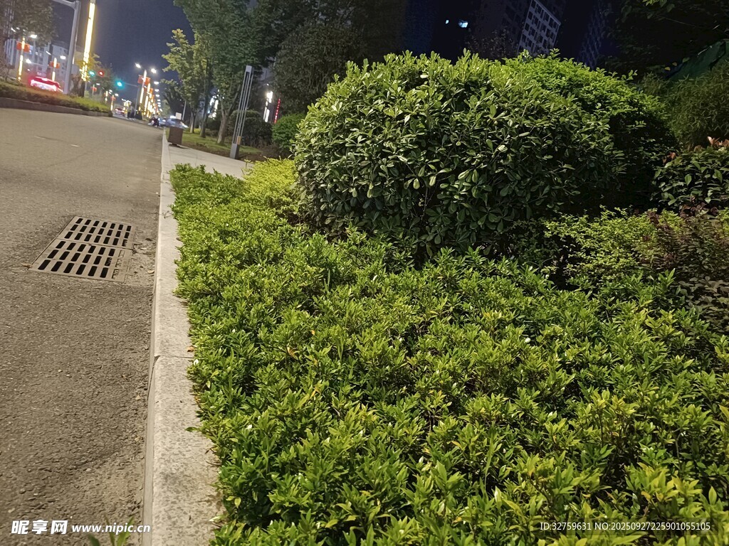 城市路邊綠植夜景