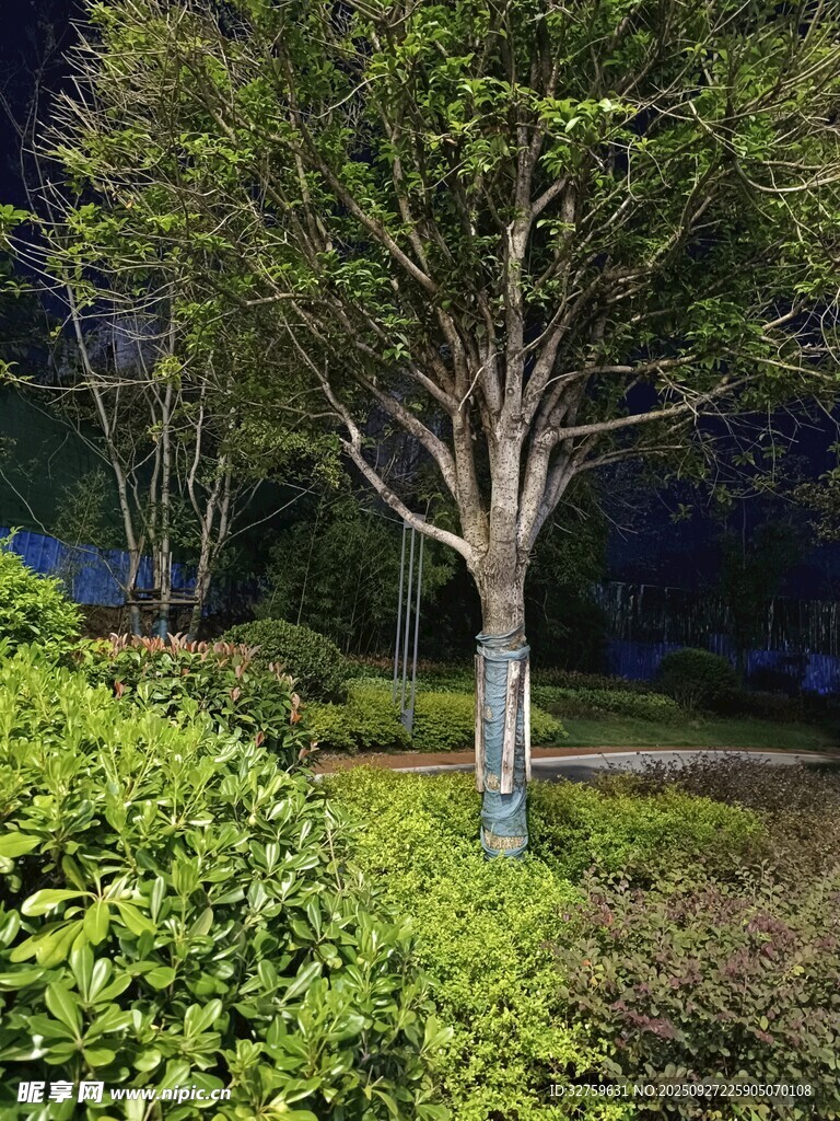 夜晚園林中的樹木景觀