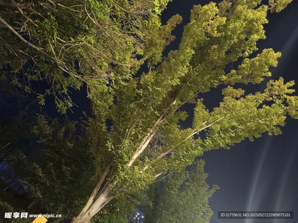 夜幕下的挺拔綠樹