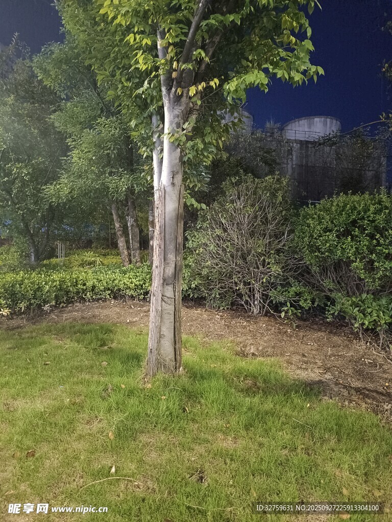 夜晚中的樹木與草地景觀