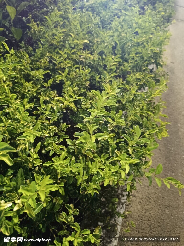 路邊翠綠繁茂的植物