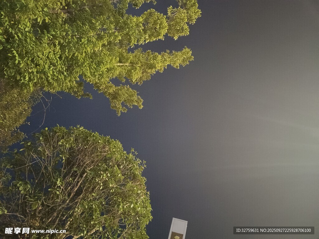 夜空下的樹(shù)木與靜謐景象