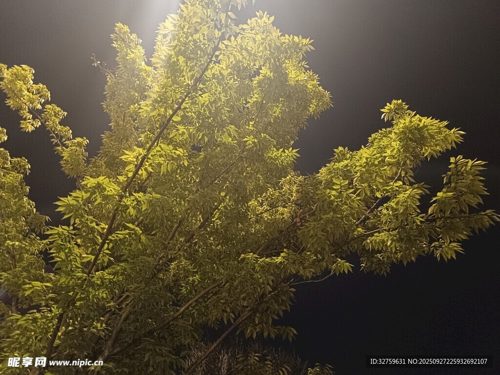 夜晚中的蔥郁樹木