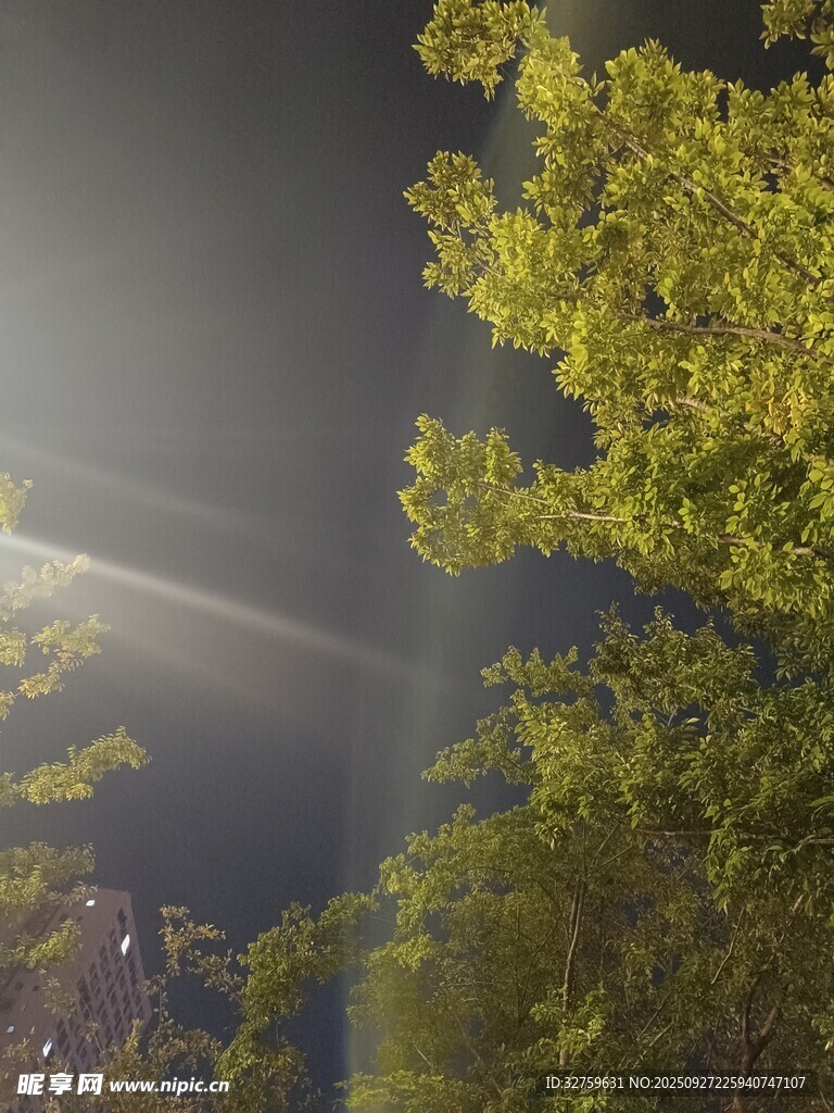 夜空中的光束與蔥郁樹木