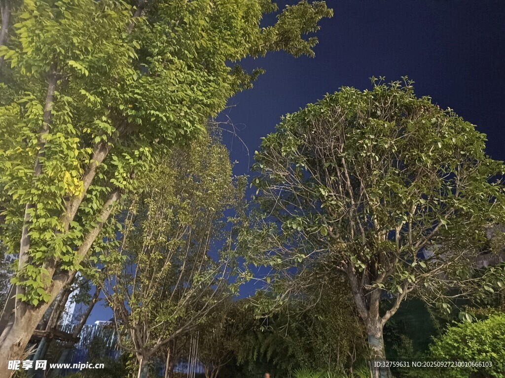夜幕下的蔥郁樹林