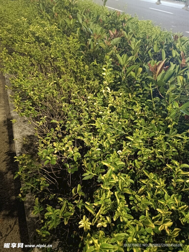 路邊翠綠繁茂的灌木叢
