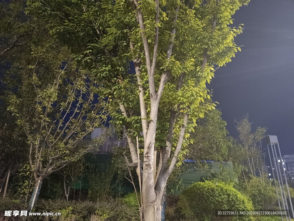 夜晚中的蔥郁樹木