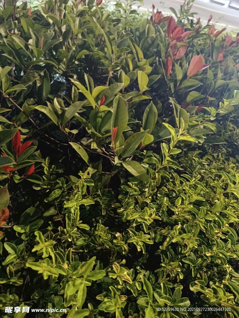 綠葉間的紅嫩植物