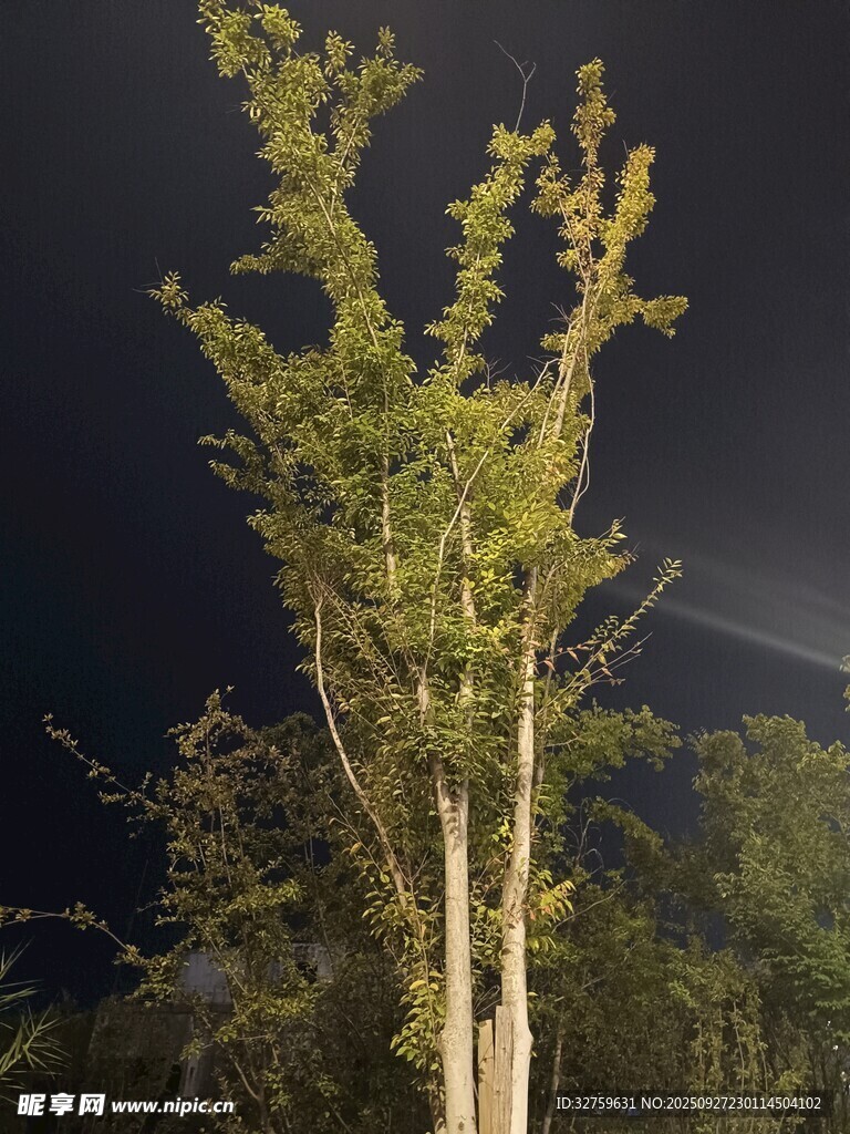 夜幕下的挺拔樹木