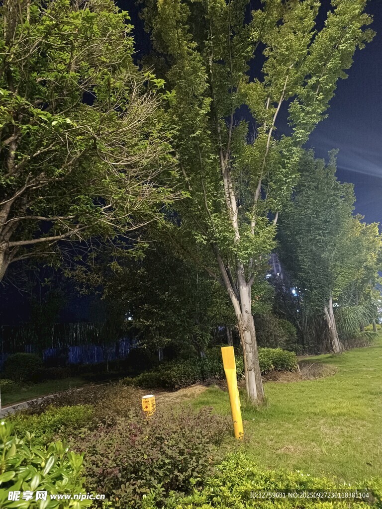 夜晚公園中的樹(shù)木與草地