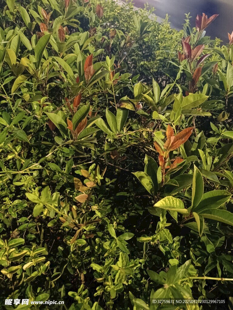 綠葉間的鮮艷花卉