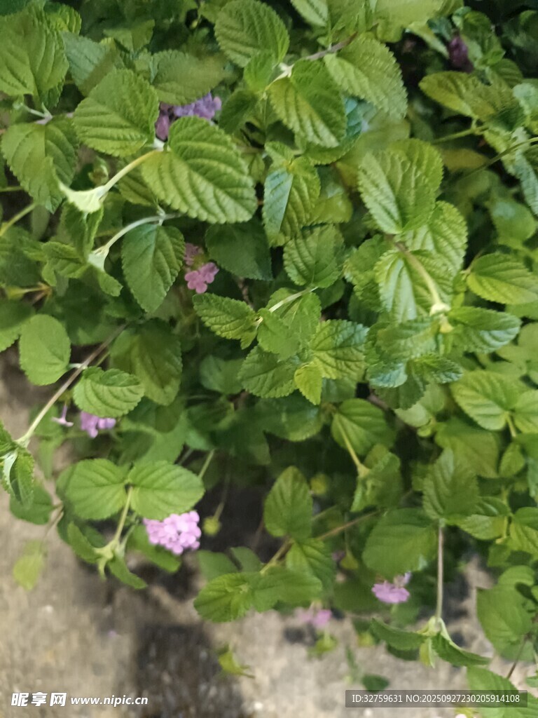綠葉間的粉嫩小花