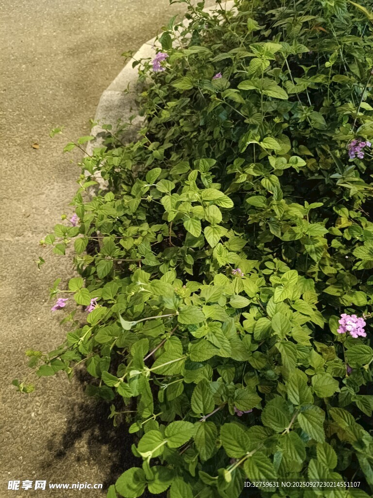 路邊綠植與綻放小花