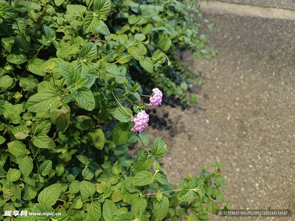 綠葉叢中綻放的粉色小花