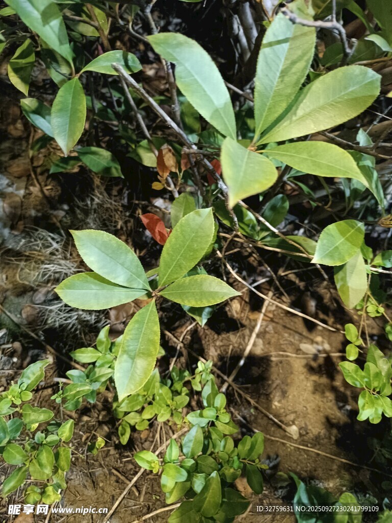 綠葉繁茂的野生植物景觀