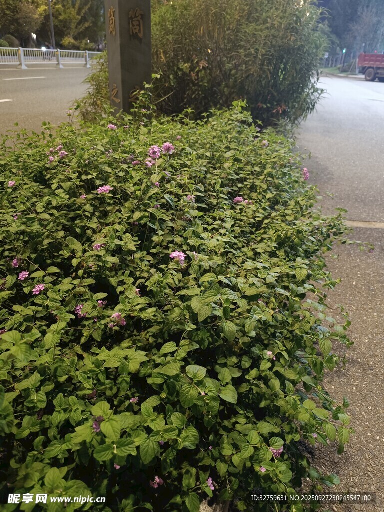 路邊翠綠繁茂的灌木叢