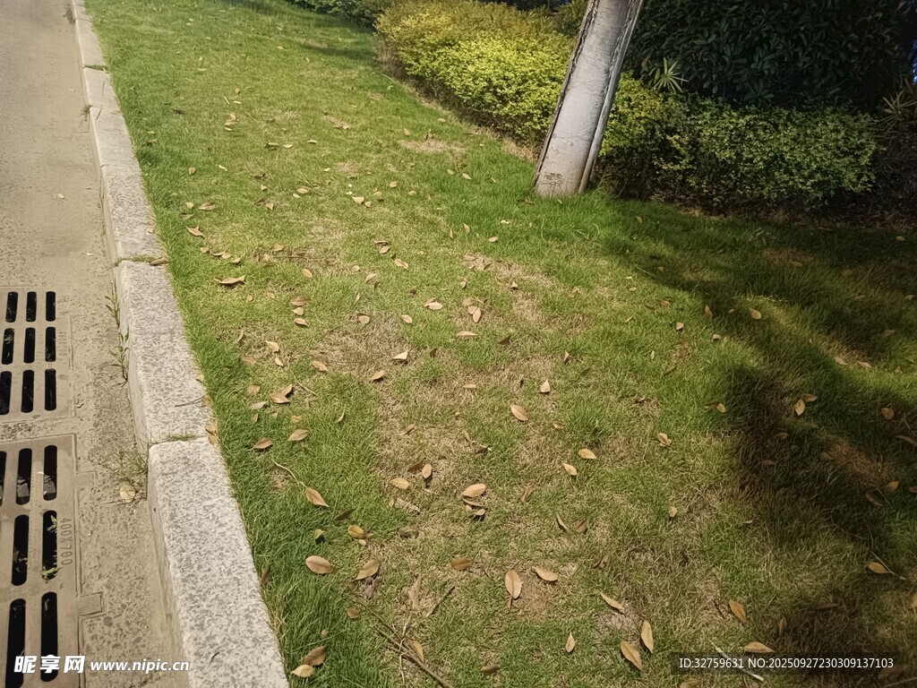 路邊草地與排水口景象