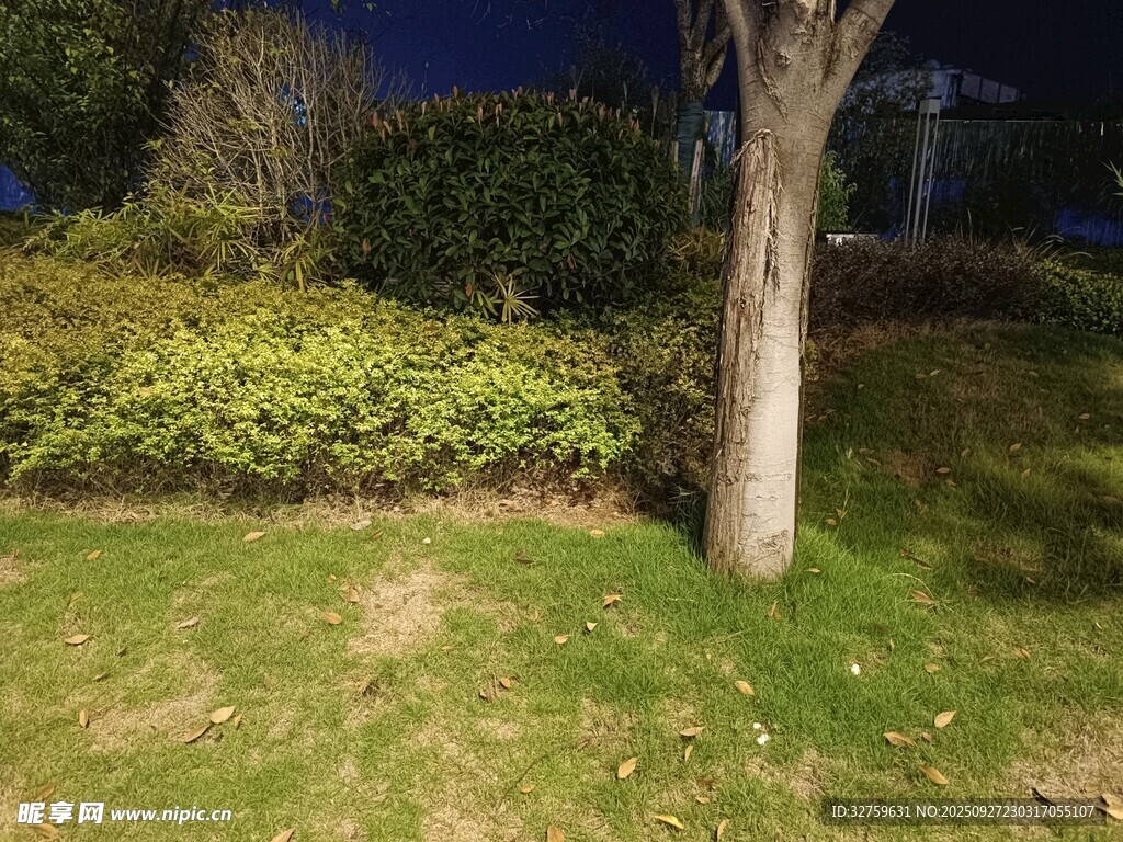夜晚樹下的綠植景觀
