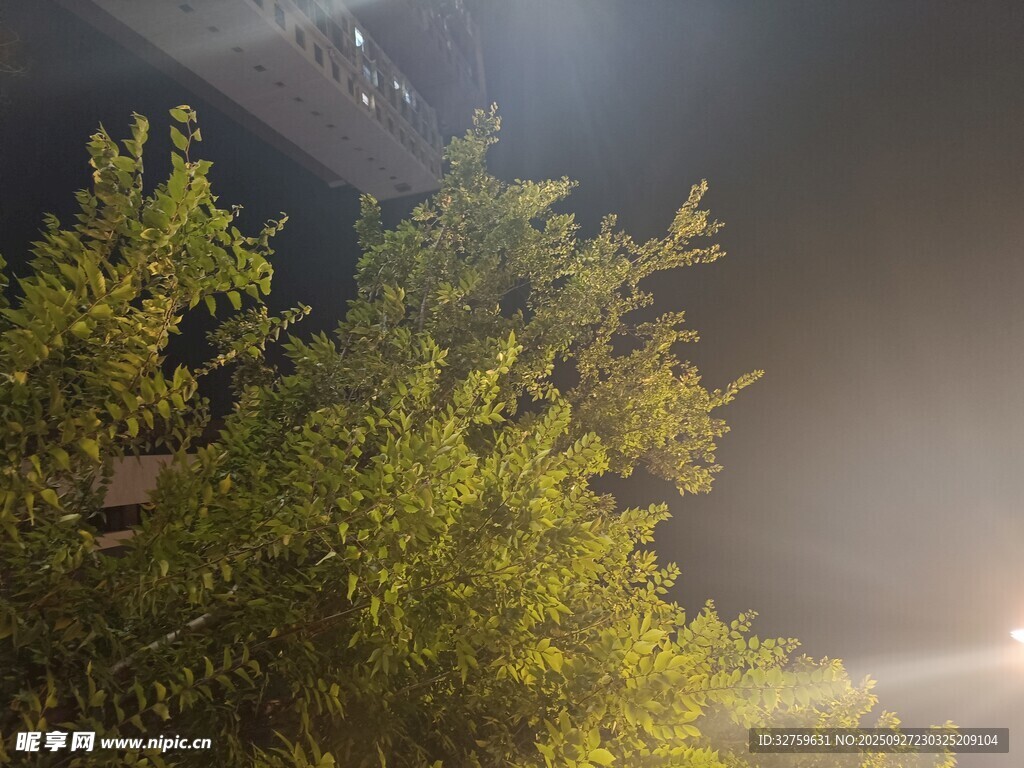 夜晚綠植在燈光下的景象