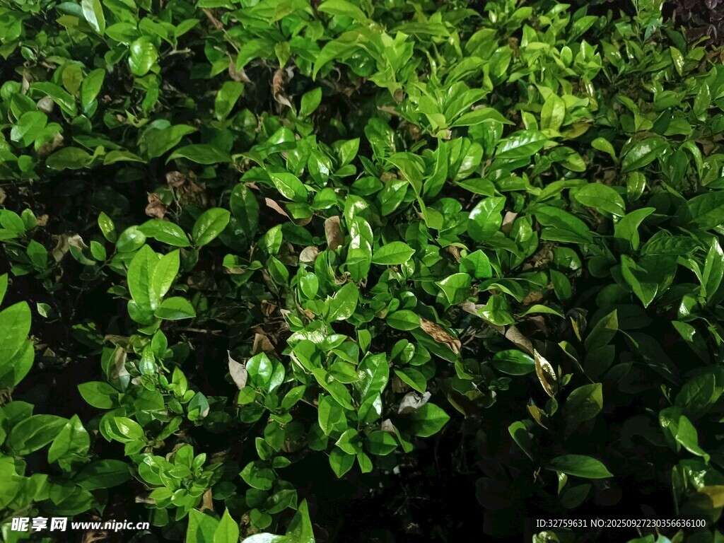 翠綠繁茂的綠植景觀