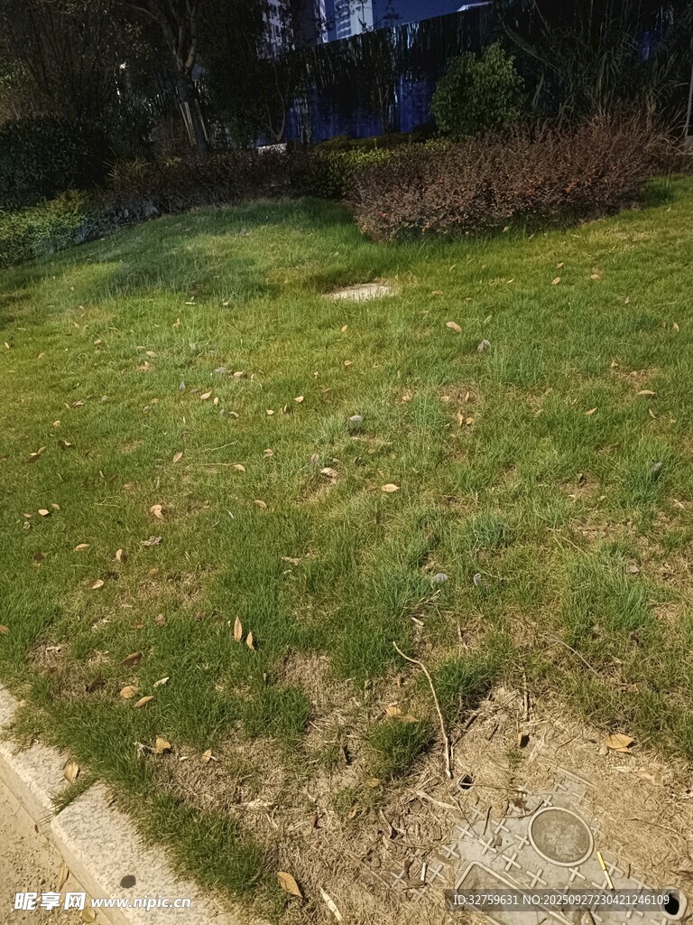 戶外草地場景