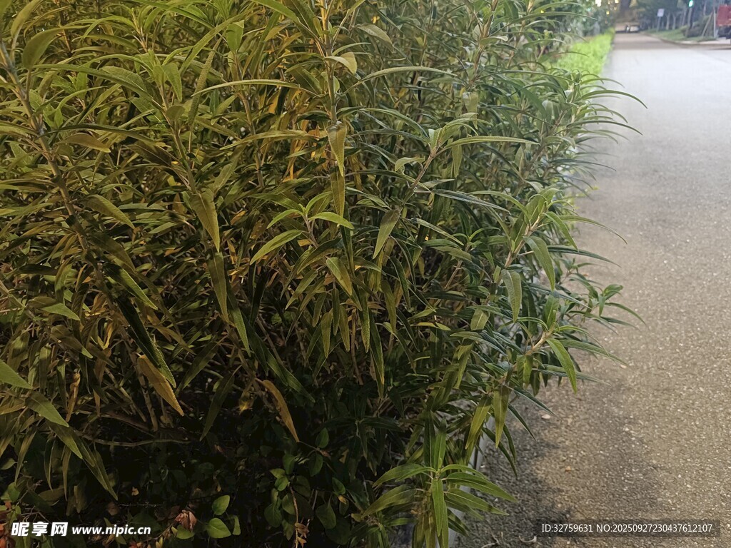 路邊茂盛綠植
