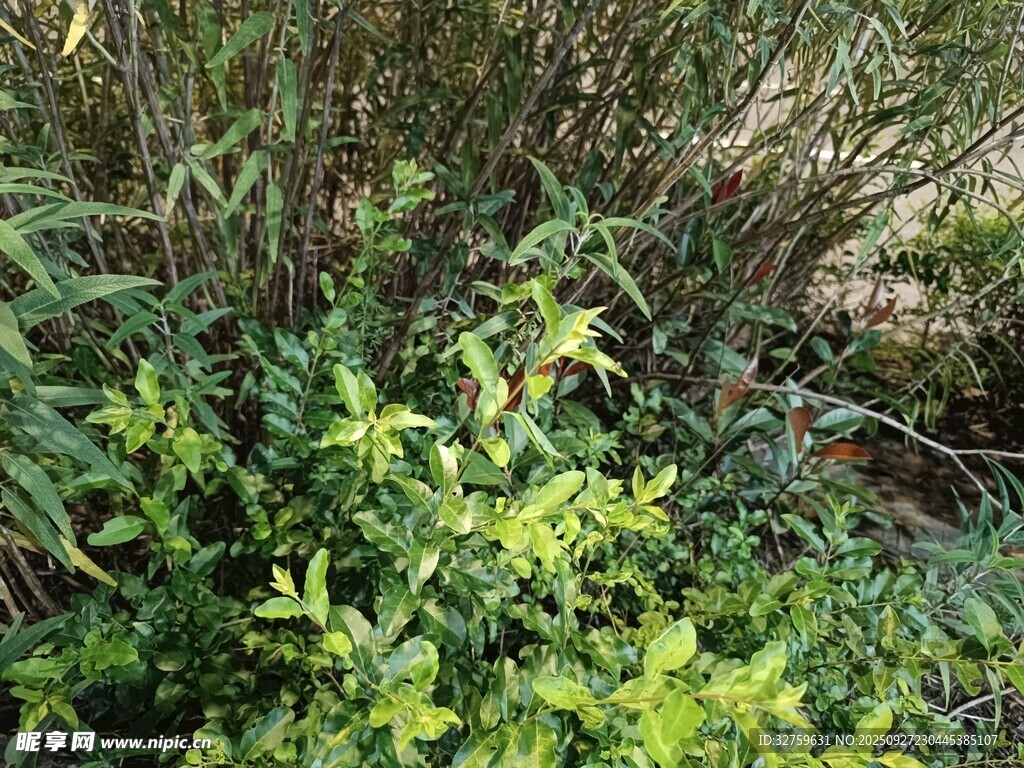 綠意盎然的叢生植物