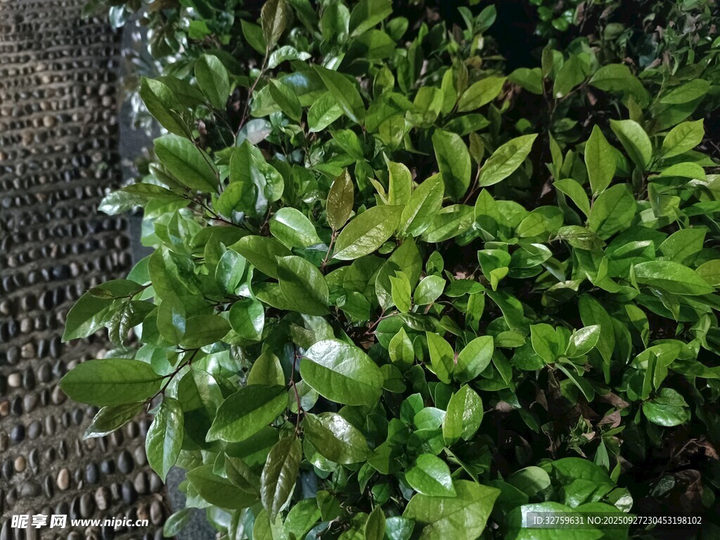 翠綠葉片的植物特寫