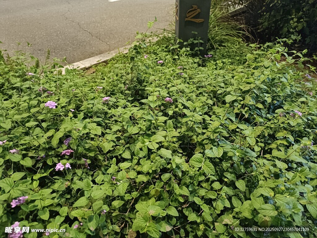 路邊繁茂的綠色植物