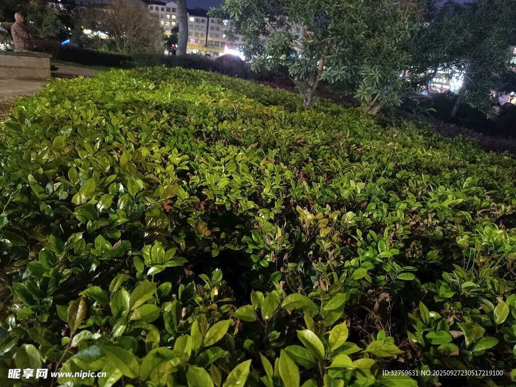 夜晚中的翠綠植物景觀