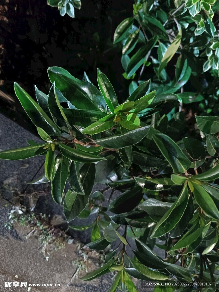 夜間綠植特寫