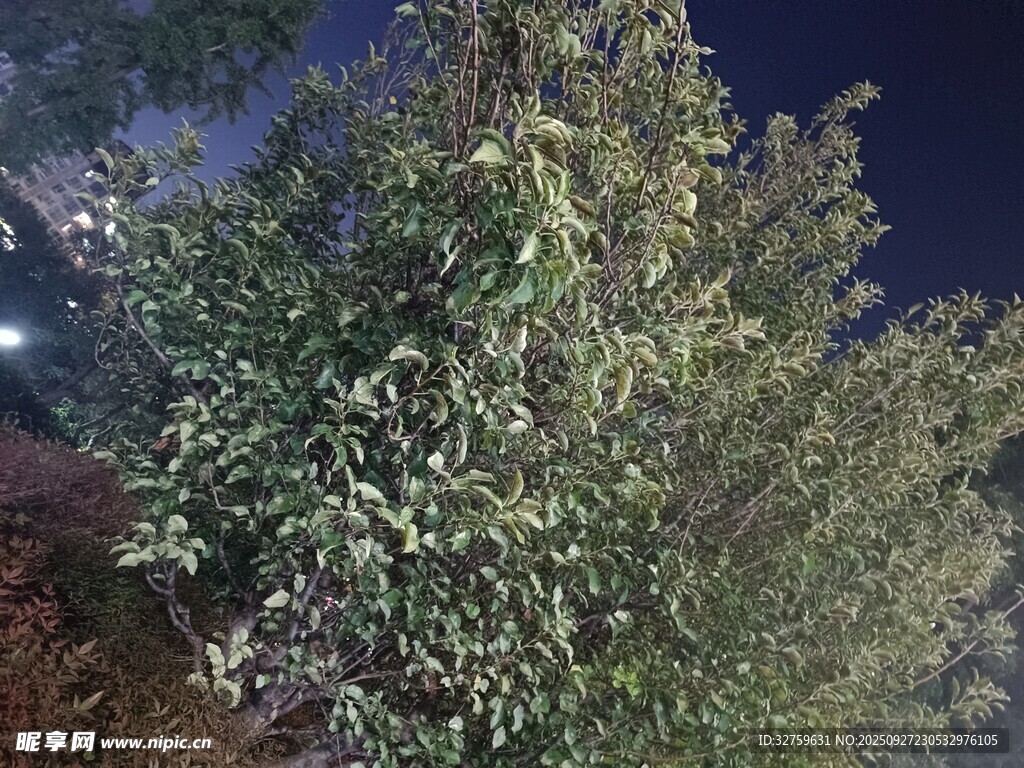 夜晚中的蔥郁樹木