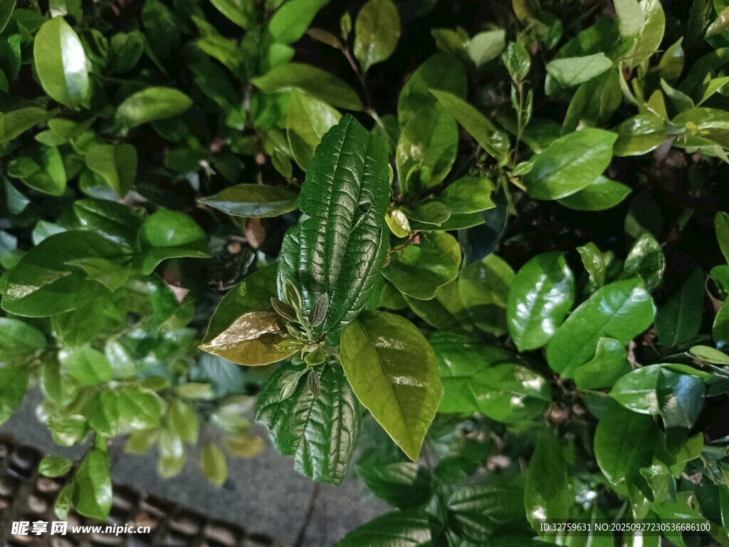 綠葉繁茂的植物特寫