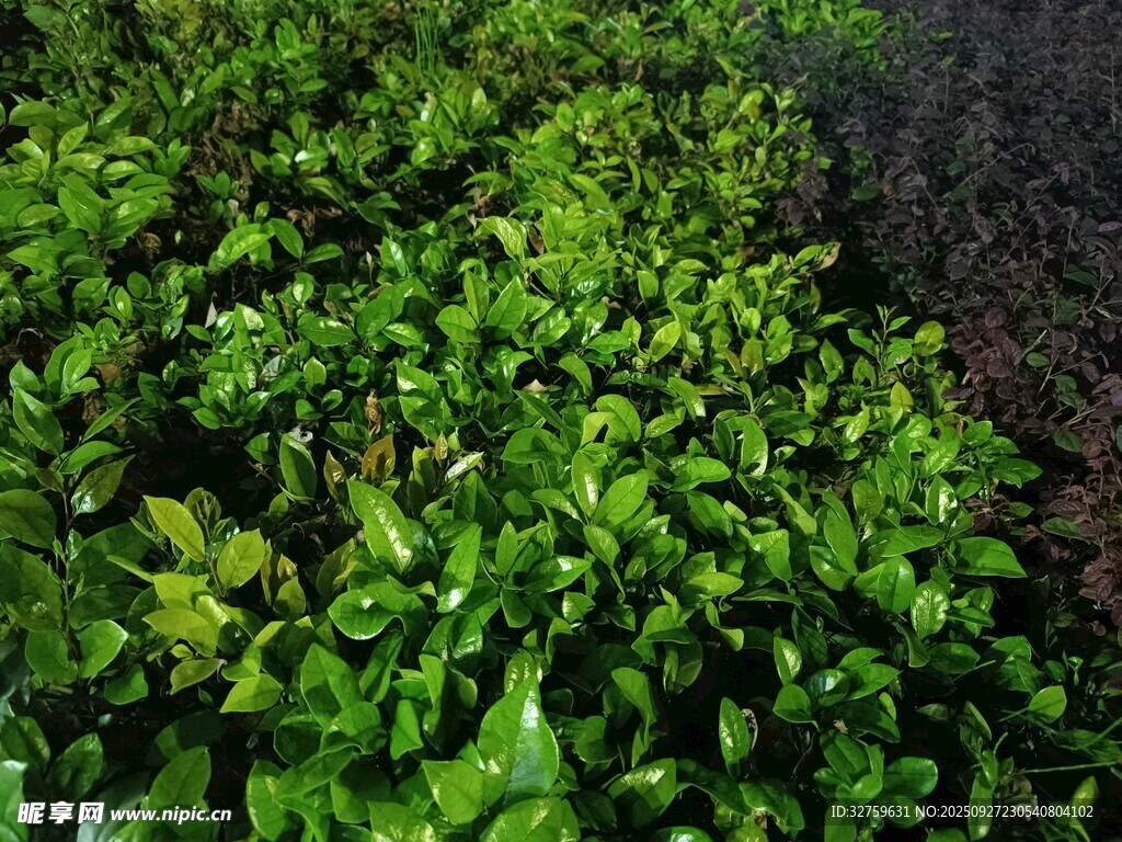 翠綠蔬菜田