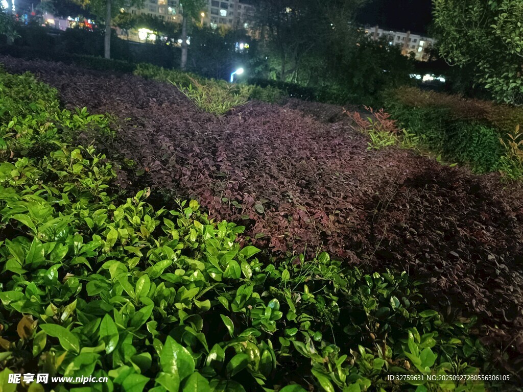 夜色中的多彩植物景觀