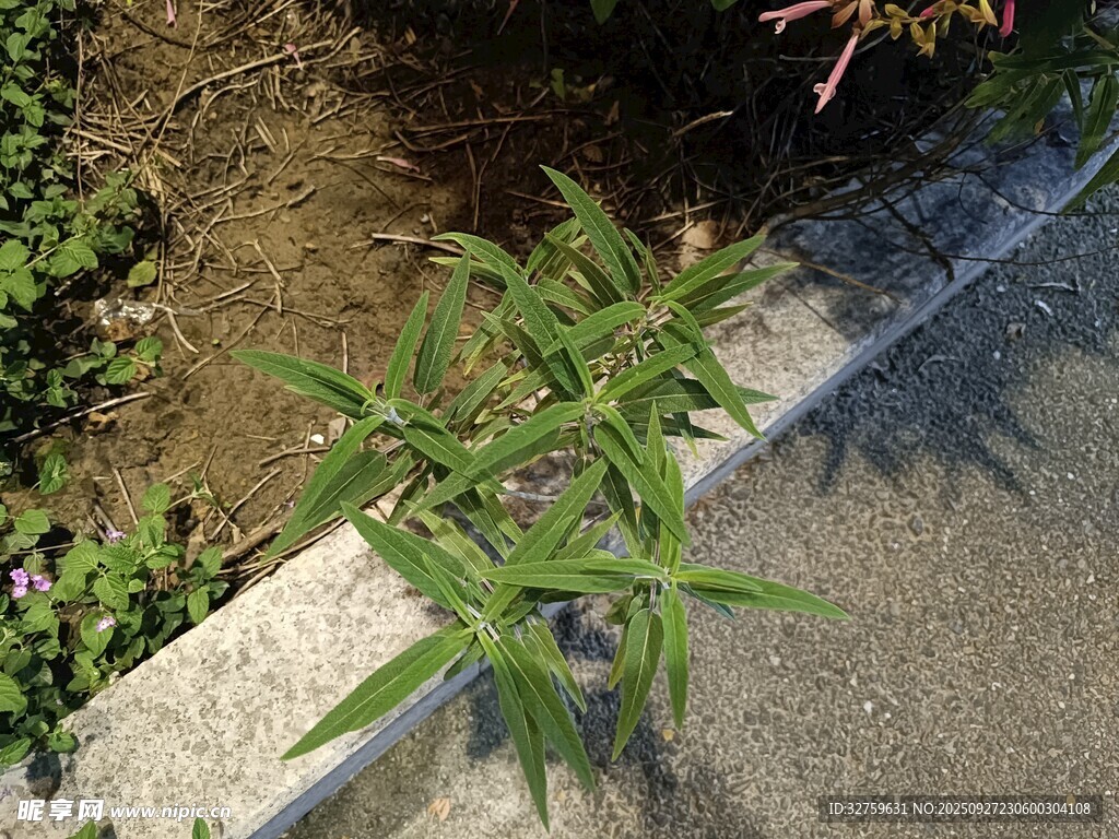 路邊生長的綠色植物