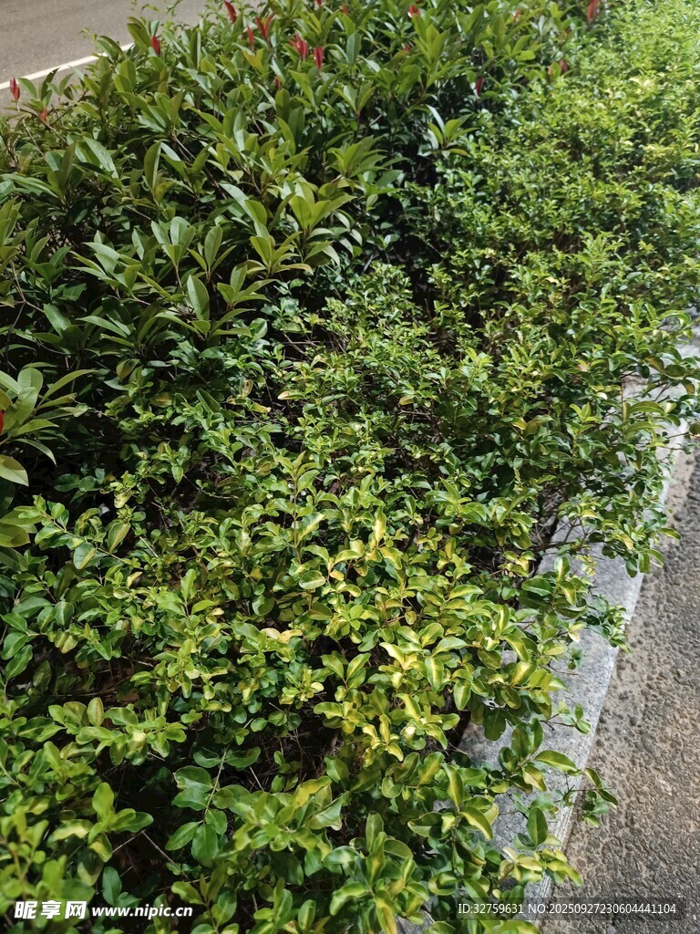 翠綠繁茂的灌木叢景觀