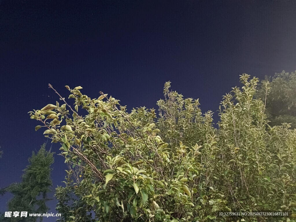 夜空下的蔥郁樹木